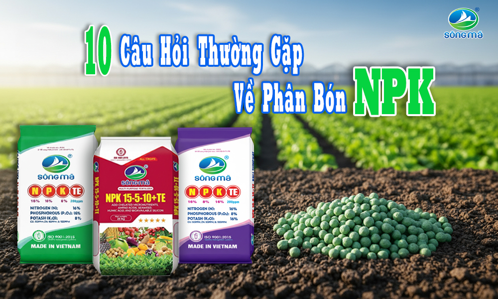 10 câu hỏi thường gặp về phân bón NPK mà người trồng nên biết