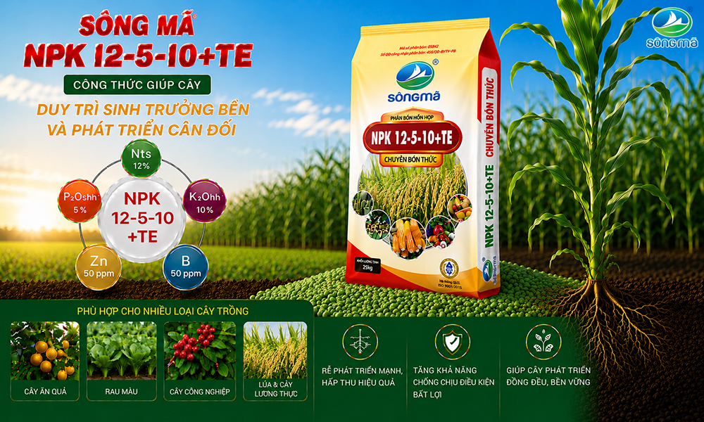 NPK Sông Mã 12-5-10+TE: Công thức giúp cây duy trì sinh trưởng bền và phát triển cân đối