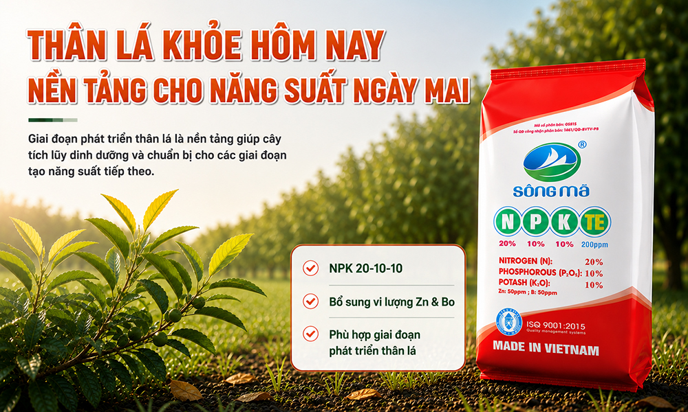 Cây phát triển thân lá tốt có quyết định năng suất sau này không?