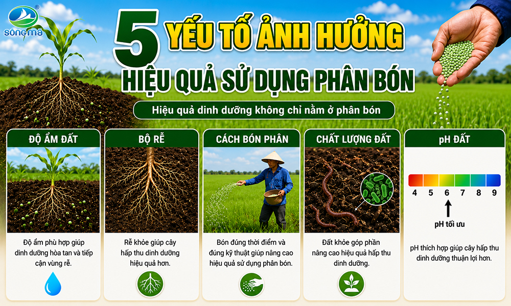 5 yếu tố ảnh hưởng đến hiệu quả sử dụng phân bón