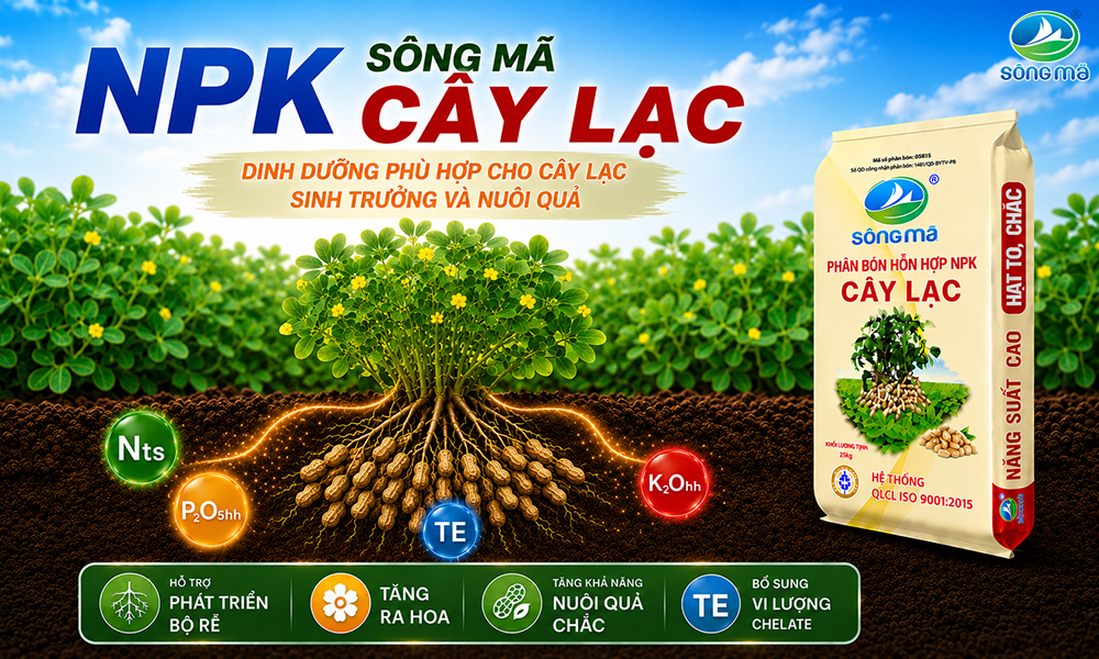 NPK Sông Mã cây lạc – dinh dưỡng phù hợp cho cây lạc sinh trưởng và nuôi quả