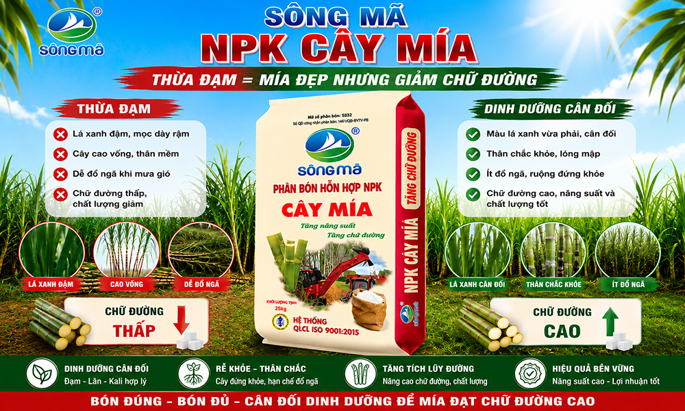 Vì sao bón thừa đạm làm giảm chất lượng mía?