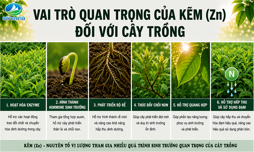 Kẽm (Zn) có tác dụng gì đối với cây trồng? Dấu hiệu nhận biết cây thiếu kẽm