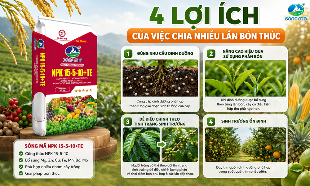Bón thúc nhiều lần giúp cây hấp thu dinh dưỡng hiệu quả hơn như thế nào?