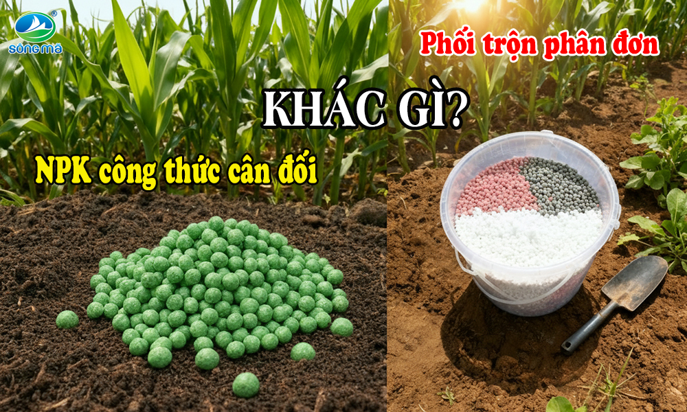Vì sao nên chọn phân NPK có công thức cân đối thay vì phối trộn phân đơn?