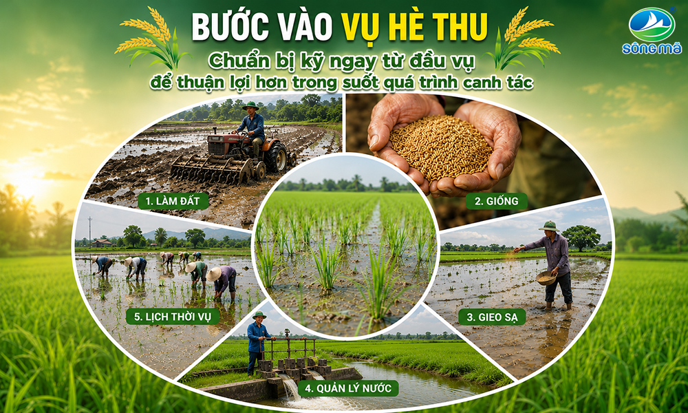 Bước vào vụ Hè Thu: Vì sao nhiều nhà nông thường chuẩn bị kỹ ngay từ đầu vụ?