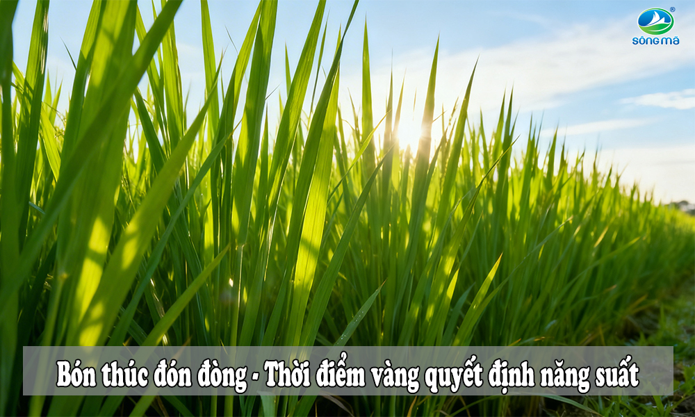 Bón thúc đón đòng cho lúa: Thời điểm vàng quyết định năng suất lúa