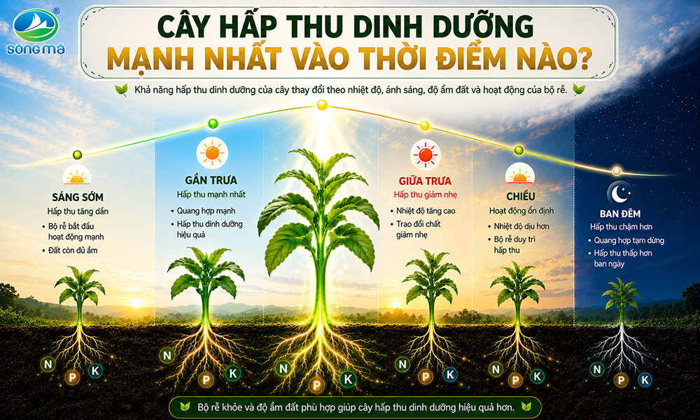 Cây hấp thu dinh dưỡng mạnh nhất vào thời điểm nào trong ngày?