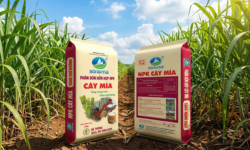 Phân bón Sông Mã NPK cây mía – Giải pháp dinh dưỡng cân đối giúp mía khỏe gốc, cứng cây, tăng năng suất và chữ đường