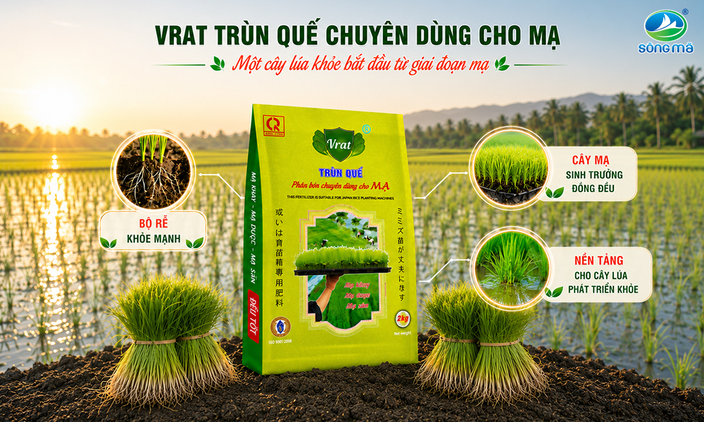 Một cây lúa khỏe thường bắt đầu từ giai đoạn mạ