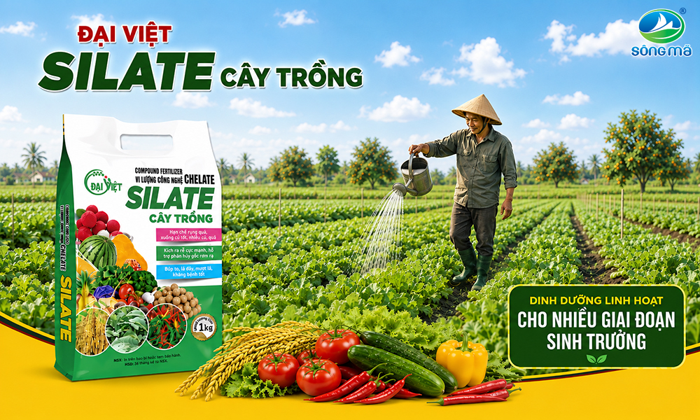 Đại Việt SILATE Cây Trồng – Giải pháp dinh dưỡng cho nhiều giai đoạn sinh trưởng