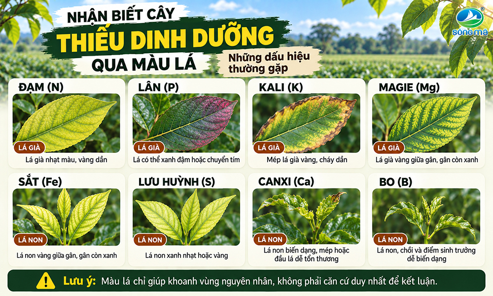 Nhận biết cây thiếu dinh dưỡng qua lá: Những dấu hiệu thường gặp