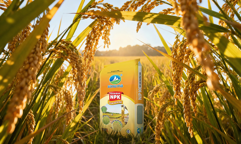 Kỹ thuật chăm sóc lúa giai đoạn đẻ nhánh – đứng cái làm đòng