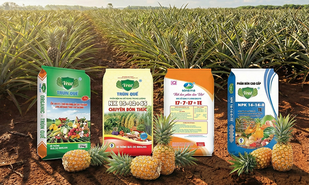 Quy trình bón phân cho cây dứa (thơm)