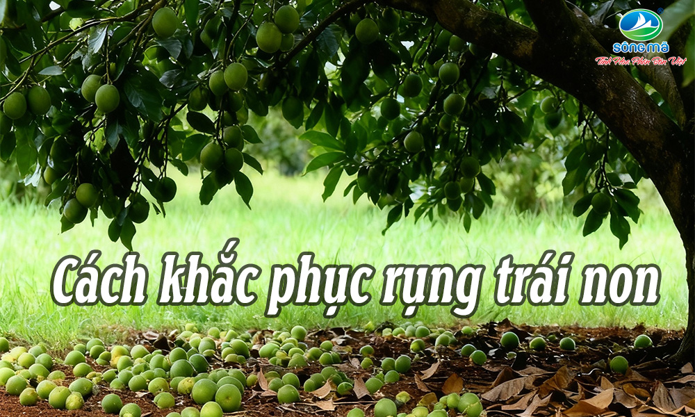 Rụng trái non trên cây ăn trái: Nguyên nhân và giải pháp giúp giữ trái hiệu quả