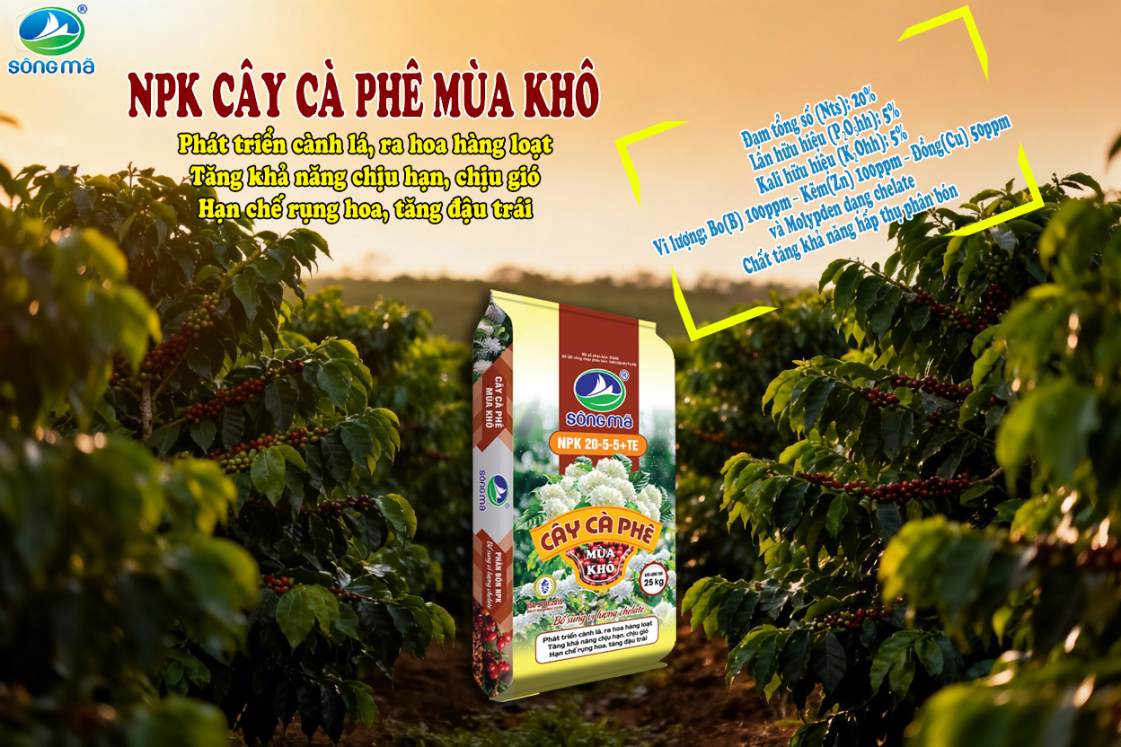 Kỹ thuật bón phân cà phê mùa khô sau thu hoạch giúp cây phục hồi nhanh, tăng năng suất bền vững