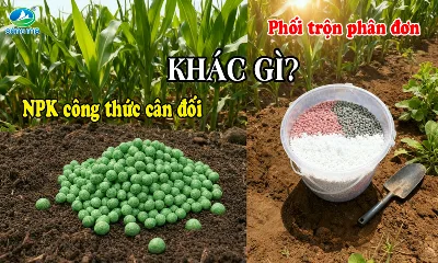 Vì sao nên chọn phân NPK có công thức cân đối thay vì phối trộn phân đơn?
