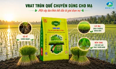 Một cây lúa khỏe thường bắt đầu từ giai đoạn mạ