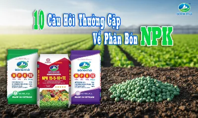 10 câu hỏi thường gặp về phân bón NPK mà người trồng nên biết