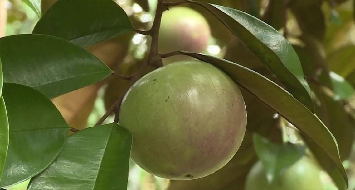 Vú sữa ngon