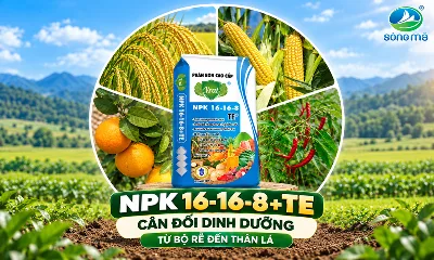 NPK 16-16-8+TE – Cân đối dinh dưỡng từ bộ rễ đến thân lá