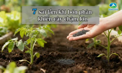 7 sai lầm khi bón phân khiến cây chậm lớn và giảm năng suất mà nhiều người trồng cây mắc phải