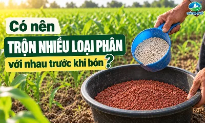 Có nên trộn nhiều loại phân với nhau trước khi bón?