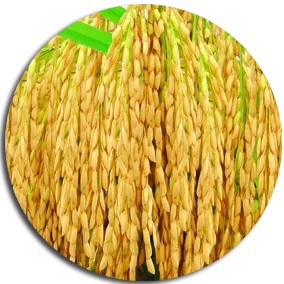 Giai đoạn của cây