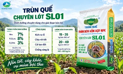 Trùn Quế chuyên lót SL01 – Tạo nền dinh dưỡng cho cây ngay từ đầu vụ