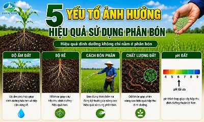 5 yếu tố ảnh hưởng đến hiệu quả sử dụng phân bón