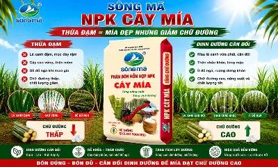 Vì sao bón thừa đạm làm giảm chất lượng mía?