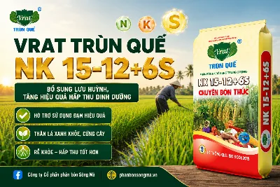 Vì sao NK bổ sung lưu huỳnh giúp cây hấp thu dinh dưỡng tốt hơn?