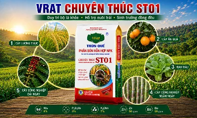 VRAT CHUYÊN THÚC ST01: Giải pháp duy trì bộ lá khỏe và hỗ trợ nuôi trái
