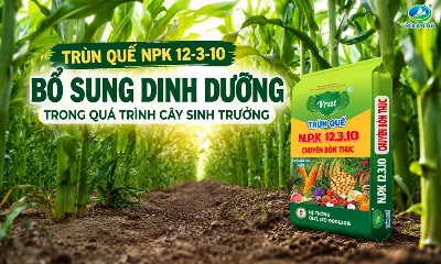 Trùn Quế NPK 12-3-10 – Bổ sung dinh dưỡng theo nhu cầu sinh trưởng của cây