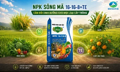 NPK 16-16-8+TE: Giải pháp phù hợp cho giai đoạn phát triển thân lá