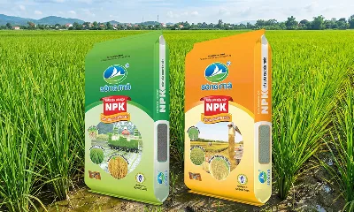 Quy trình bón phân cho cây lúa đúng kỹ thuật với NPK Sông Mã chuyên lót và chuyên thúc