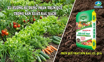 Xu hướng sử dụng phân trùn quế trong sản xuất rau sạch hiện nay