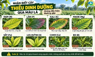 Nhận biết cây thiếu dinh dưỡng qua lá: Những dấu hiệu thường gặp
