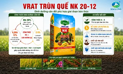 VRAT Trùn Quế NK 20-12 – Hiệu quả bón thúc không chỉ đến từ công thức NK