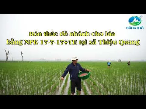 Video người dân sử dụng phân bón Sông Mã bón thúc đẻ nhánh cho lúa tại xã Thiệu Quang