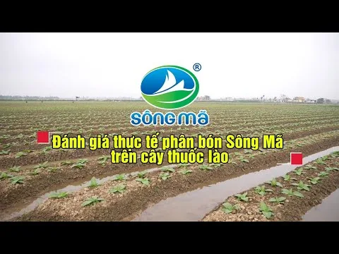 Video Clip đánh giá thực tế phân bón Sông Mã trên cây thuốc lào tại xã Hoằng Lộc