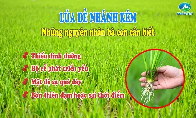 Nguyên nhân lúa đẻ nhánh kém và cách khắc phục hiệu quả giúp tăng nhánh hữu hiệu