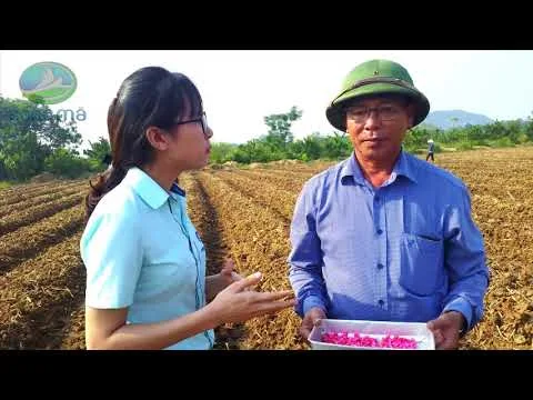 MÔ HÌNH TRỒNG NGÔ NGỌT LAI VỤ ĐÔNG TẠI XÃ ĐỊNH TĂNG, HUYỆN YÊN ĐỊNH