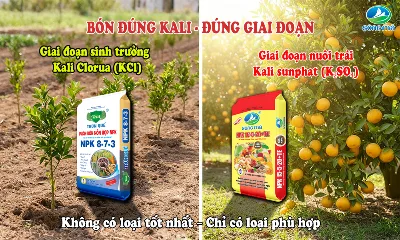 Kali clorua và kali sunphat – loại nào tốt hơn cho cây ăn trái?