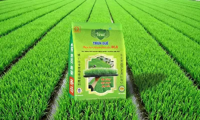 Phân bón chuyên dùng cho mạ Sông Mã – Giải pháp giúp mạ cứng cây, bén rễ nhanh, chống rét, chống nóng hiệu quả