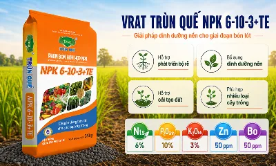Vì sao ngày càng nhiều nhà vườn quan tâm đến phân bón lót hơn trước?