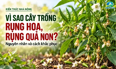 Vì sao cây trồng rụng hoa, rụng quả non? Nguyên nhân và cách khắc phục
