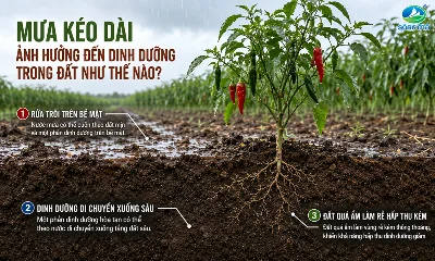 Mưa kéo dài ảnh hưởng đến dinh dưỡng trong đất như thế nào?