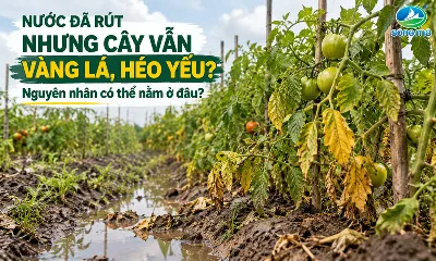 Nước đã rút nhưng cây vẫn vàng lá, héo yếu: Nguyên nhân có thể nằm ở đâu?