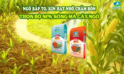 Cách bón phân cho cây ngô theo từng giai đoạn giúp tăng năng suất